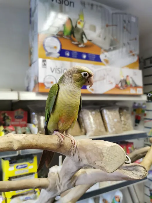 Jungle Pets Picture 3