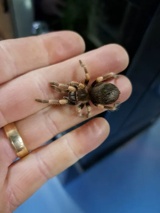 Jungle Pets Picture 5