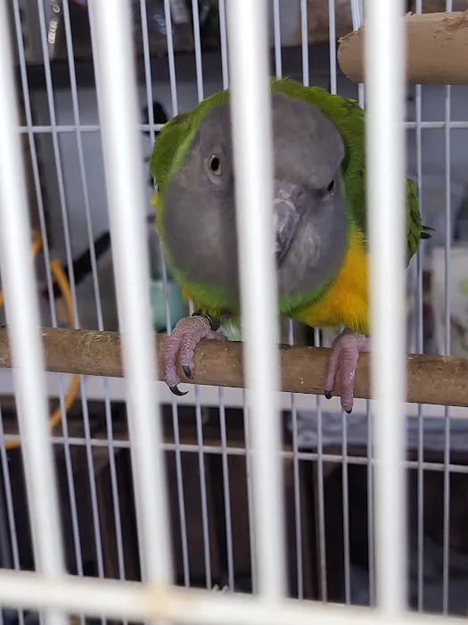 Jungle Pets Picture 8