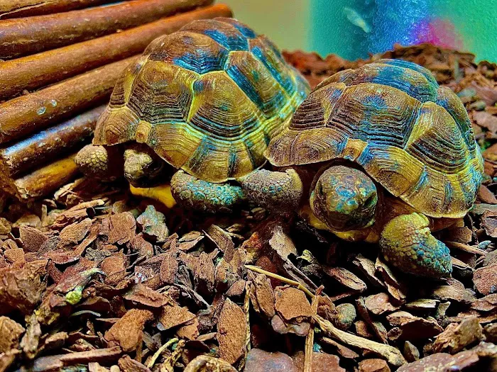 Jungle Pets Picture 9