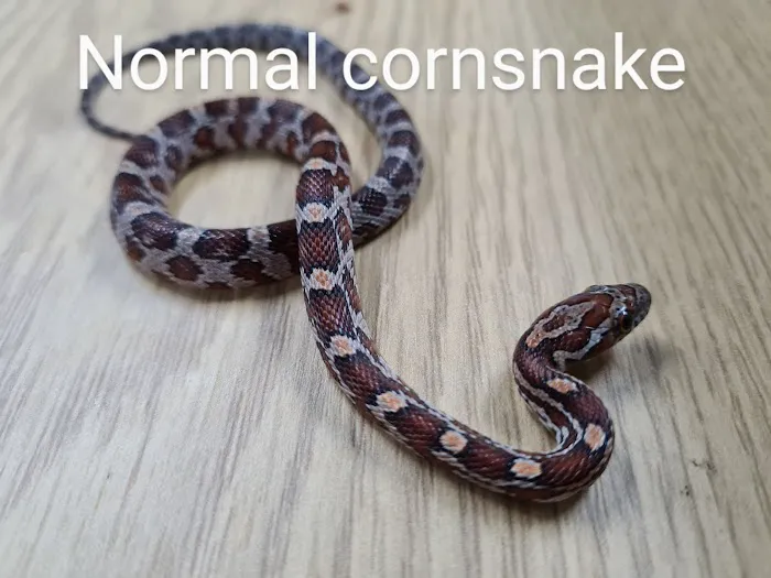 Jungle Pets Picture 7