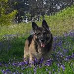 Medivet Ramsbottom