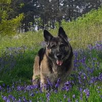 Medivet Ramsbottom ico