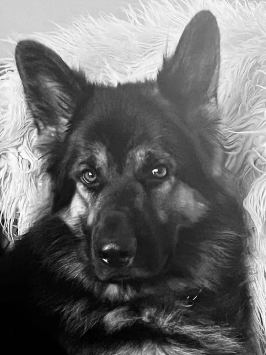 Medivet Ramsbottom Picture 7