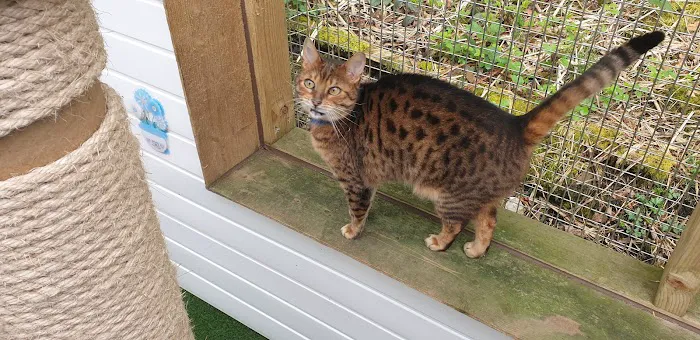 Valley Cats Picture 6