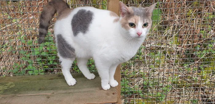 Valley Cats Picture 5