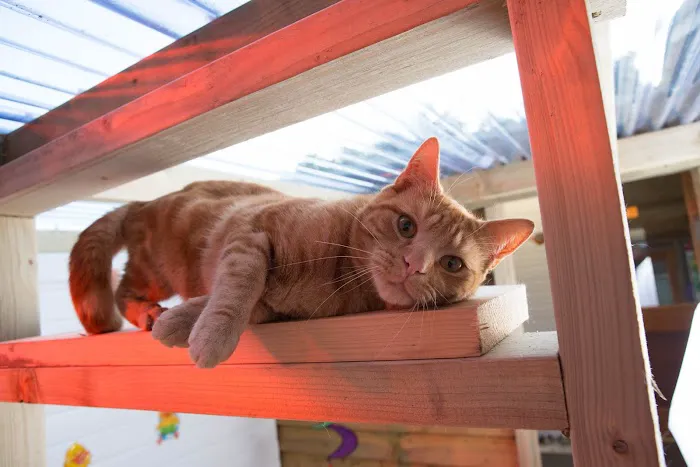 Valley Cats Picture 9