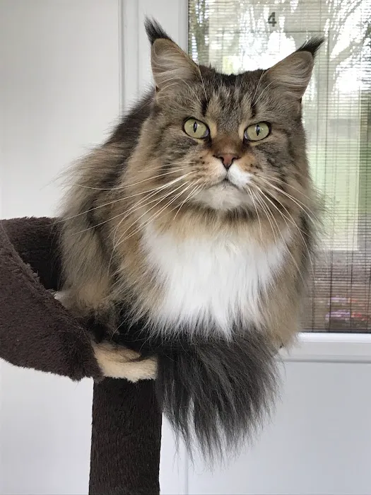Lakeside Country Cattery Picture 2