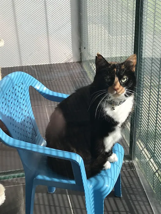 Lakeside Country Cattery Picture 4