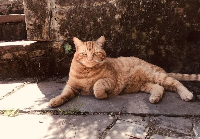 Toms Cattery Picture 3