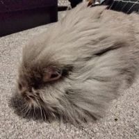 Ark Veterinary Surgery ico