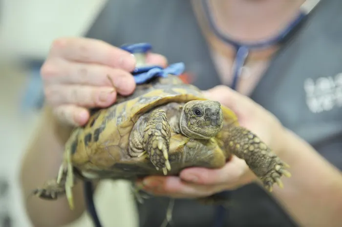 Ark Veterinary Surgery Picture 3