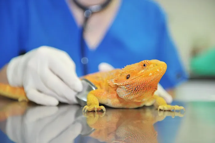Ark Veterinary Surgery Picture 4