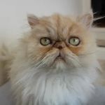 Willow Tree Cattery