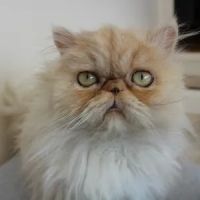 Willow Tree Cattery ico