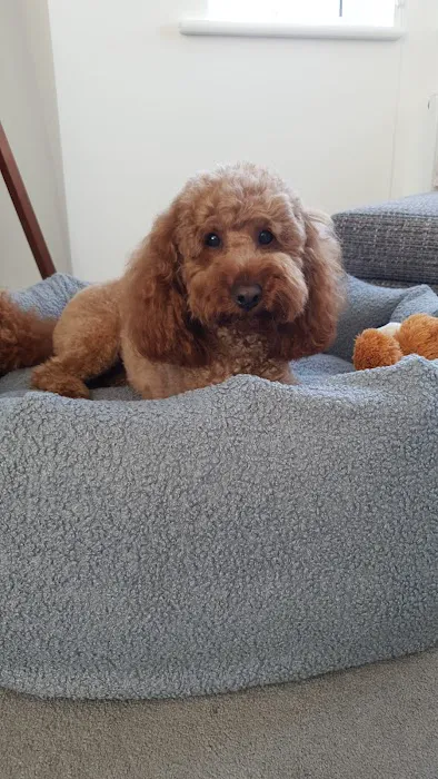 Nikki's Nesties Picture 1