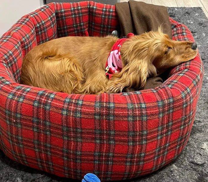 Nikki's Nesties Picture 4