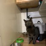 Hazelhurst Cattery