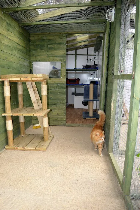 Hazelhurst Cattery Picture 4