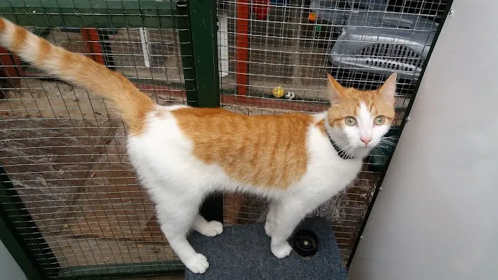 Hazelhurst Cattery Picture 3
