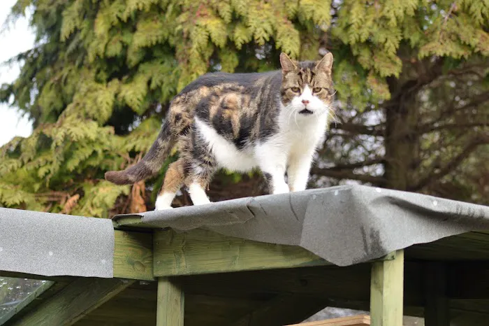 Hazelhurst Cattery Picture 2