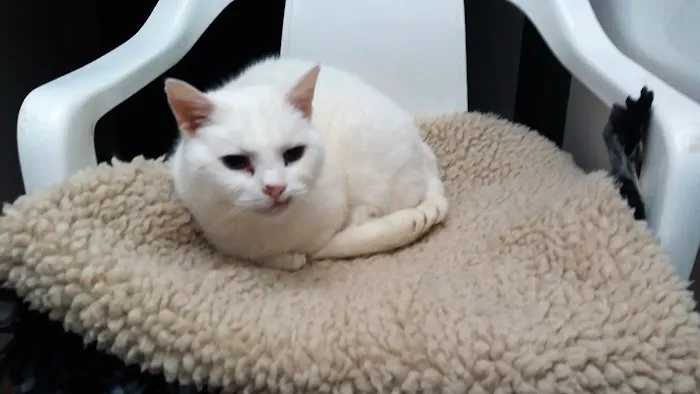 Hazelhurst Cattery Picture 8