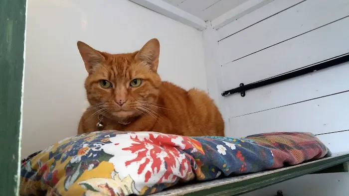 Hazelhurst Cattery Picture 5