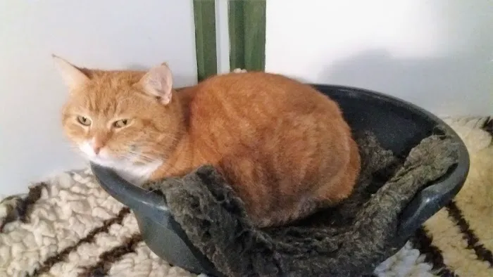 Hazelhurst Cattery Picture 7