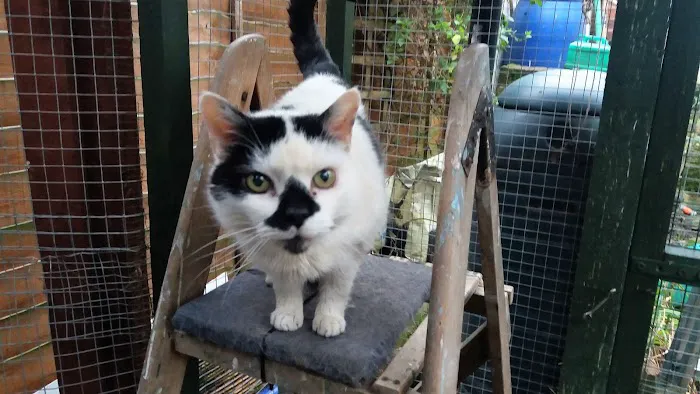 Hazelhurst Cattery Picture 9