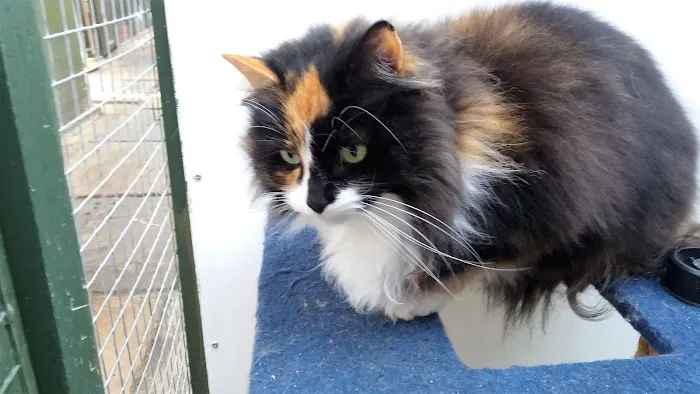 Hazelhurst Cattery Picture 6