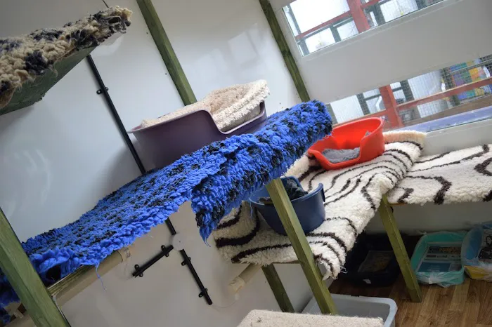 Hazelhurst Cattery Picture 10