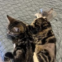Leicester PDSA Pet Hospital ico