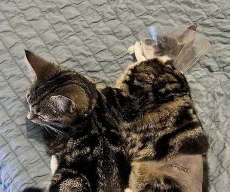Leicester PDSA Pet Hospital