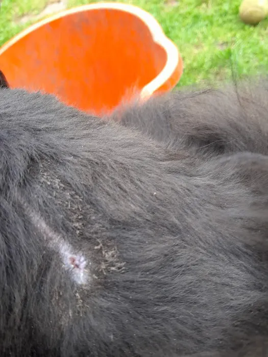 Leicester PDSA Pet Hospital Picture 7