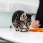 Bell Brown & Bentley Veterinary Surgeons