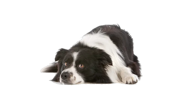Bell Brown & Bentley Veterinary Surgeons Picture 3