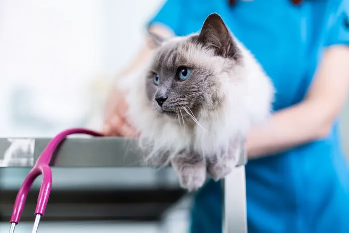 Bell Brown & Bentley Veterinary Surgeons Picture 2