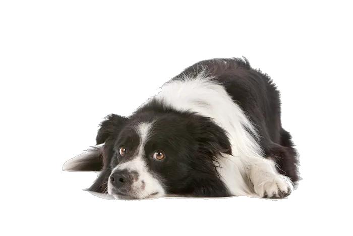 Bell Brown & Bentley Veterinary Surgeons Picture 6