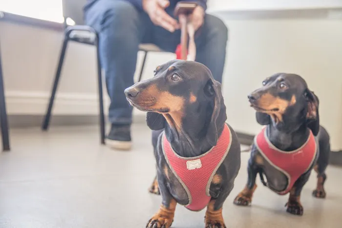 Bell Brown & Bentley Veterinary Surgeons Picture 9