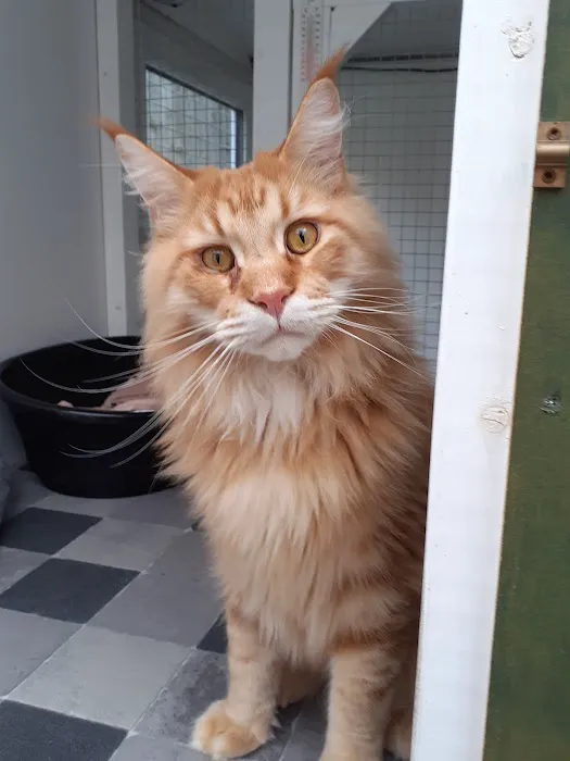 Comfy Cats Cattery Picture 2