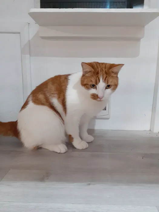 Comfy Cats Cattery Picture 3