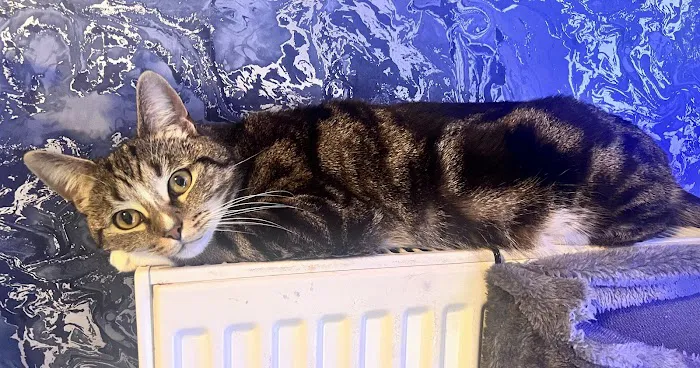 Comfy Cats Cattery Picture 1