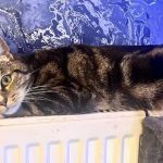 Comfy Cats Cattery