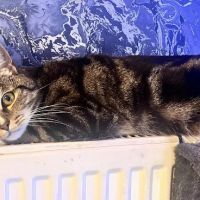 Comfy Cats Cattery ico