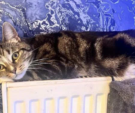 Comfy Cats Cattery