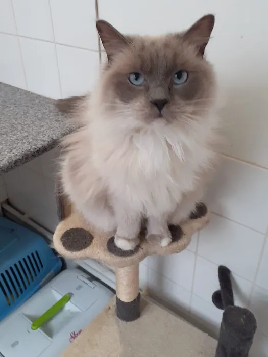 Comfy Cats Cattery Picture 9