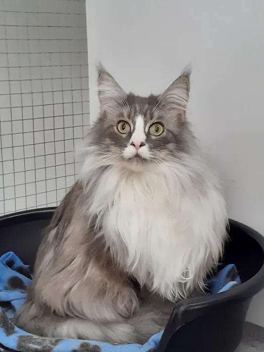 Comfy Cats Cattery Picture 6