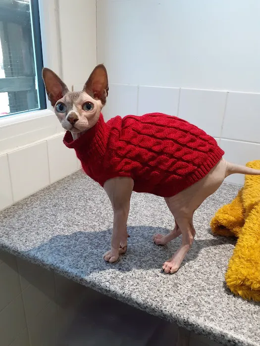 Comfy Cats Cattery Picture 7