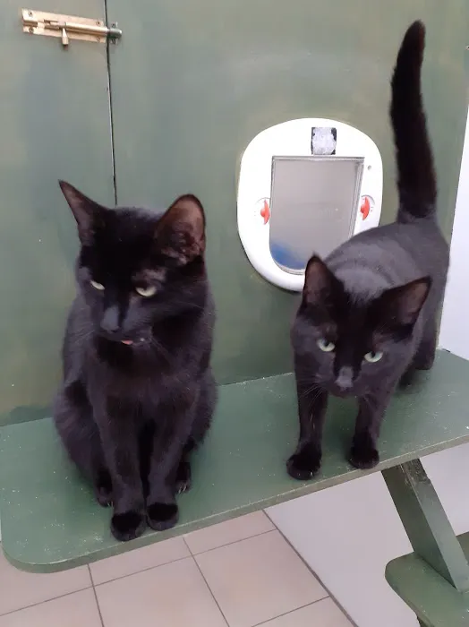 Comfy Cats Cattery Picture 5