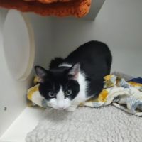 Vets4Pets Leicester Fosse Park ico